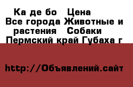 Ка де бо › Цена ­ 25 - Все города Животные и растения » Собаки   . Пермский край,Губаха г.